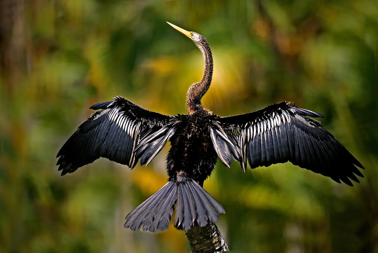 New feathered, winged dinosaur from China challenges our theories on bird and dinosaur evolution