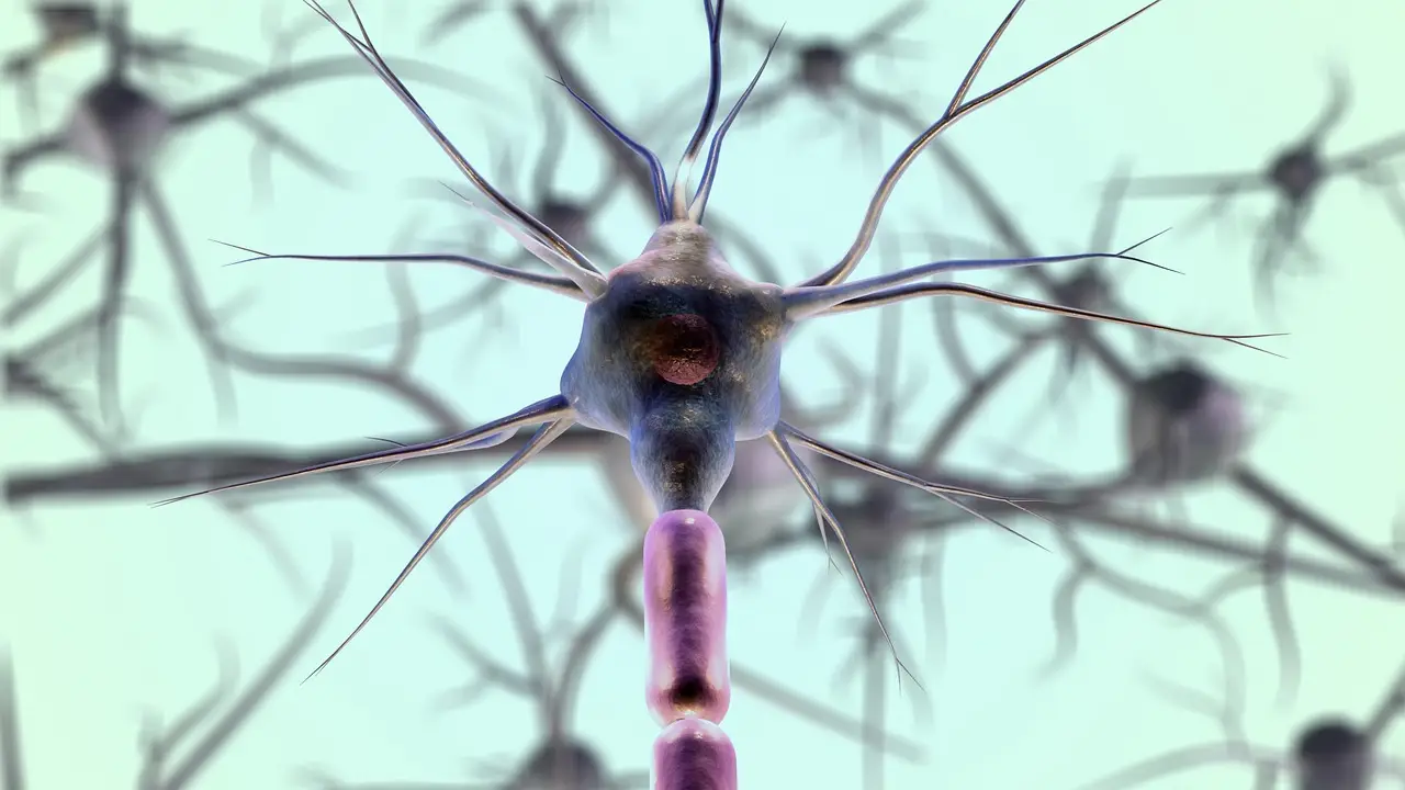Modifying heart cell metabolism unlocks self-repair system after heart attack