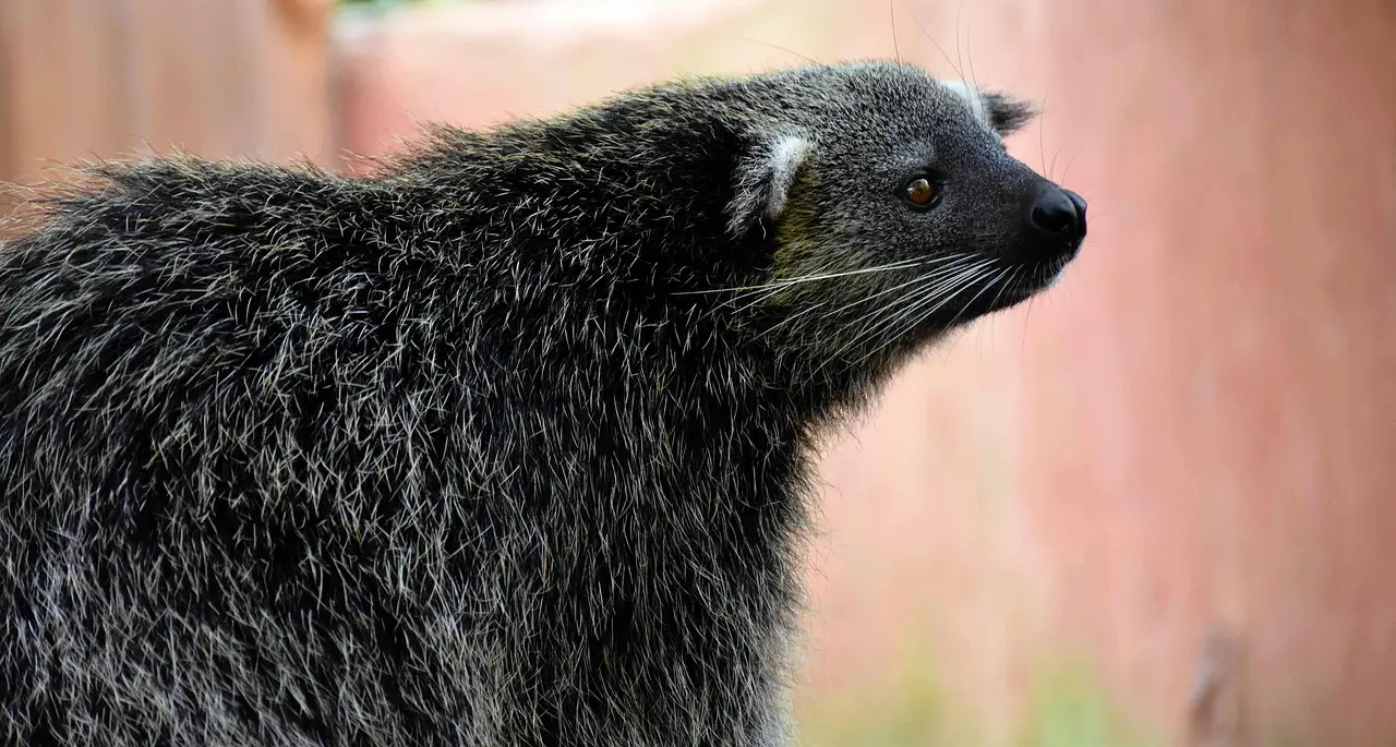 Some threatened species may miss out as zoos try to balance conservation efforts with competing pressures
