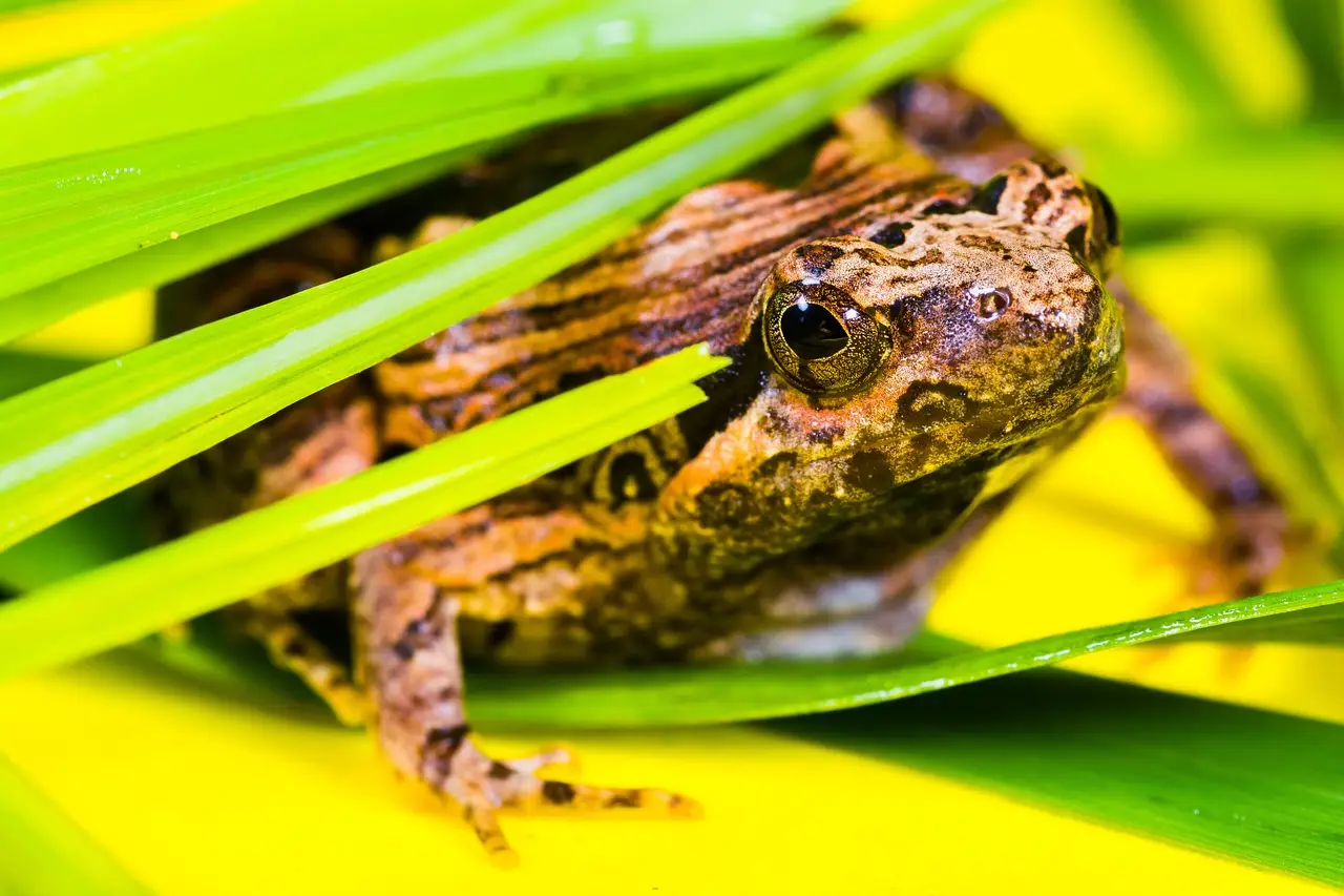 Bullfrog brains can make their own backup fuel