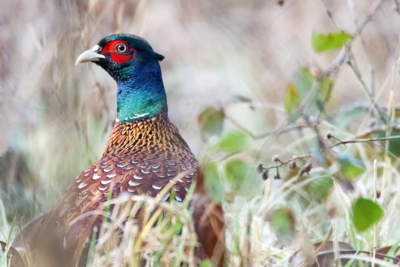 Flightless Jurassic bird was like a carnivorous pheasant with killer claws