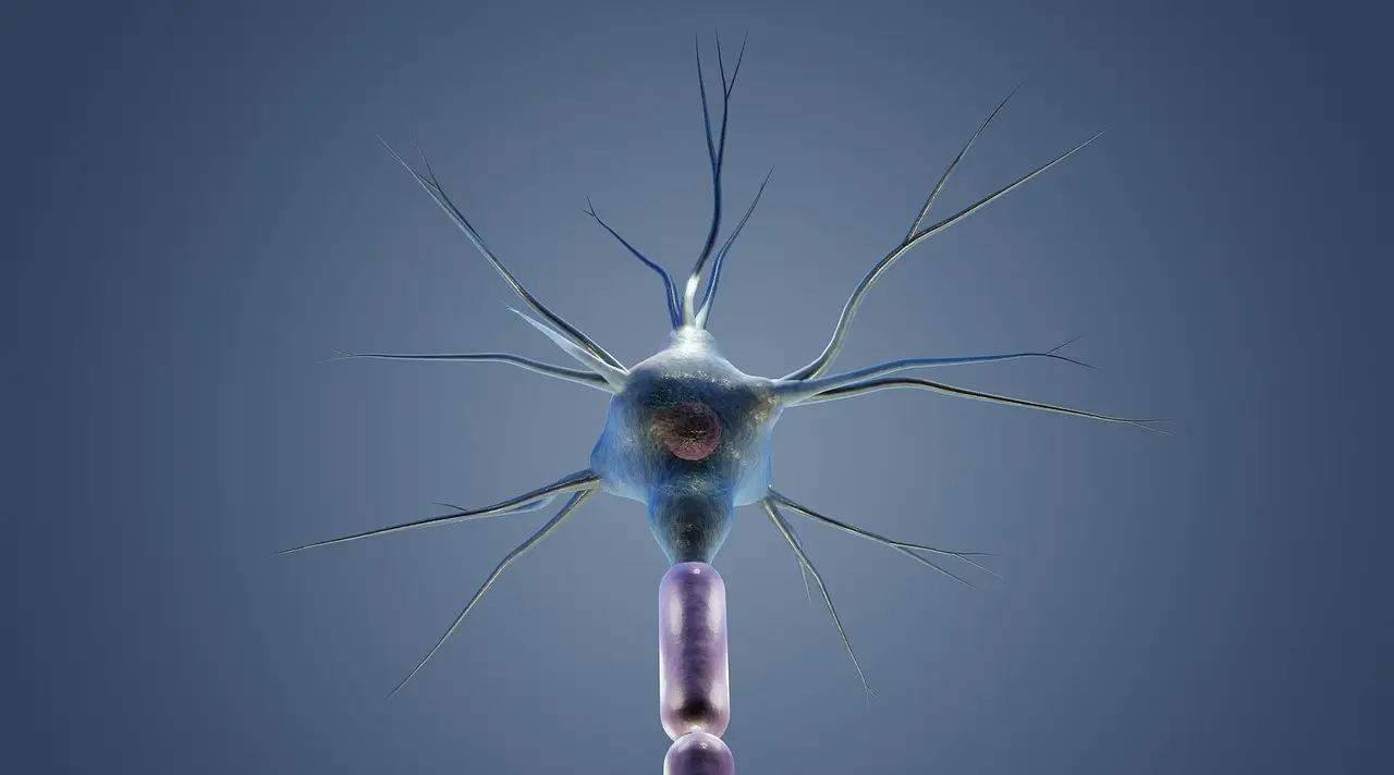 A major Alzheimer’s risk gene may shrink brain cells years before symptoms