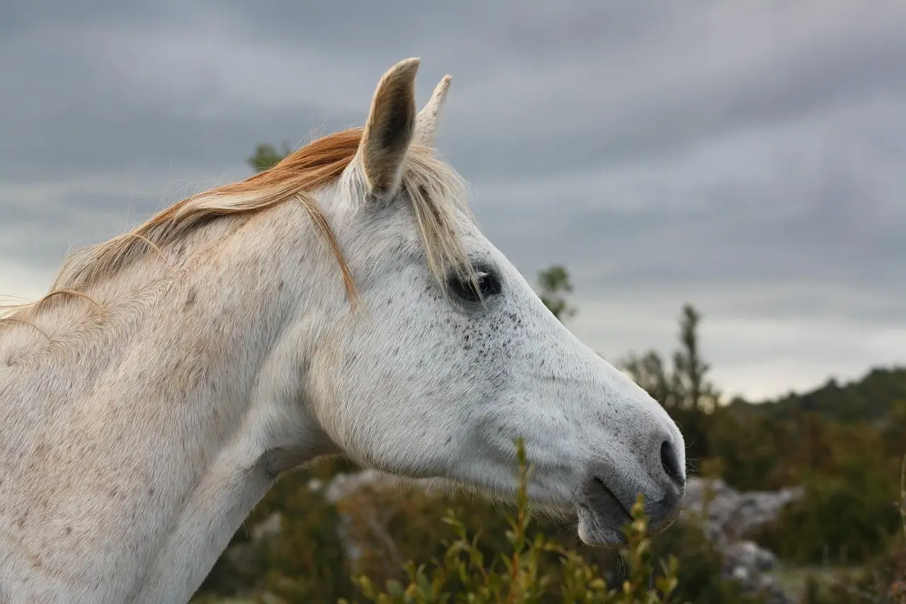 Quantum computing’s “dark horse” just proved it can go universal