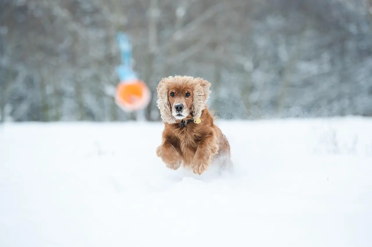 Fading control over 'jumping genes' may explain why big dogs age faster