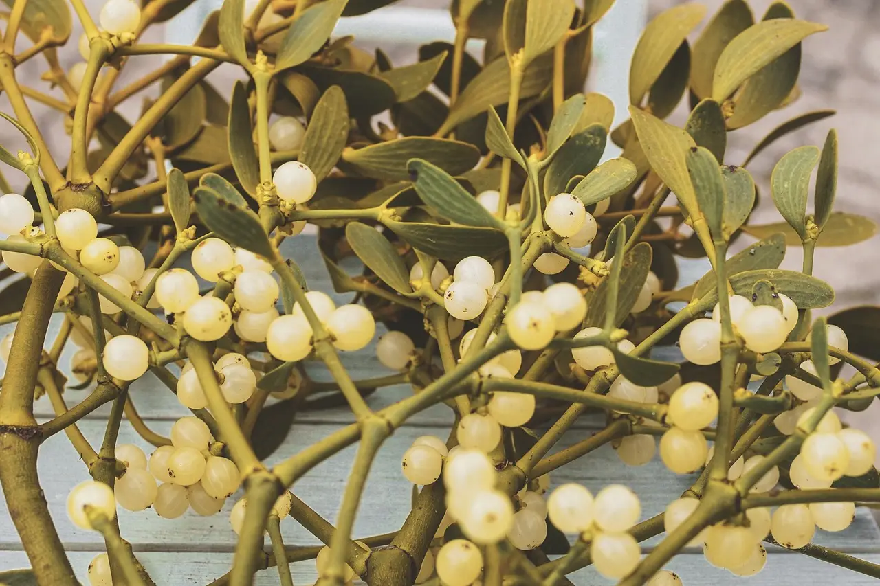 Mistletoe berry glue bonds even nonstick Teflon and can be reactivated with heat