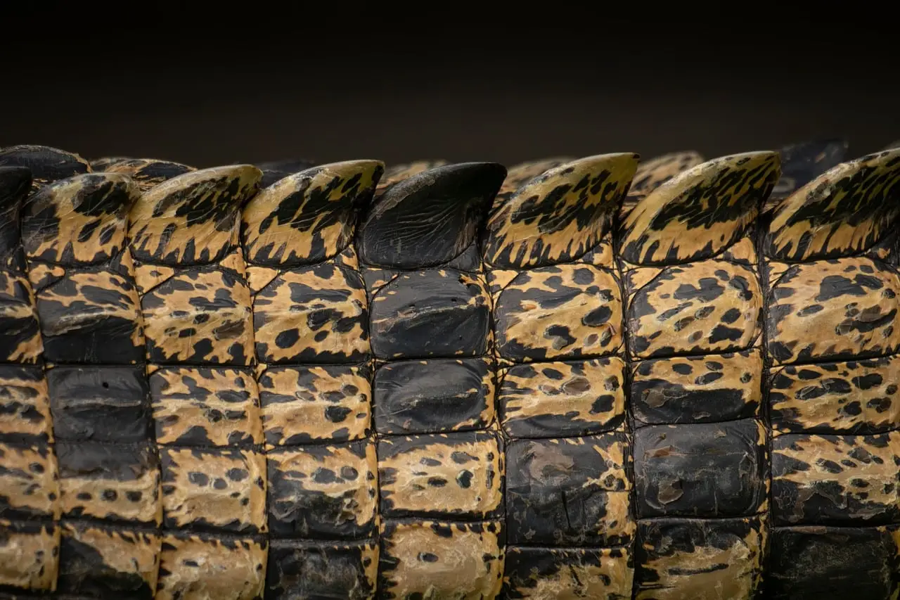 UV light reveals possible camouflage on a 125-million-year-old crocodile