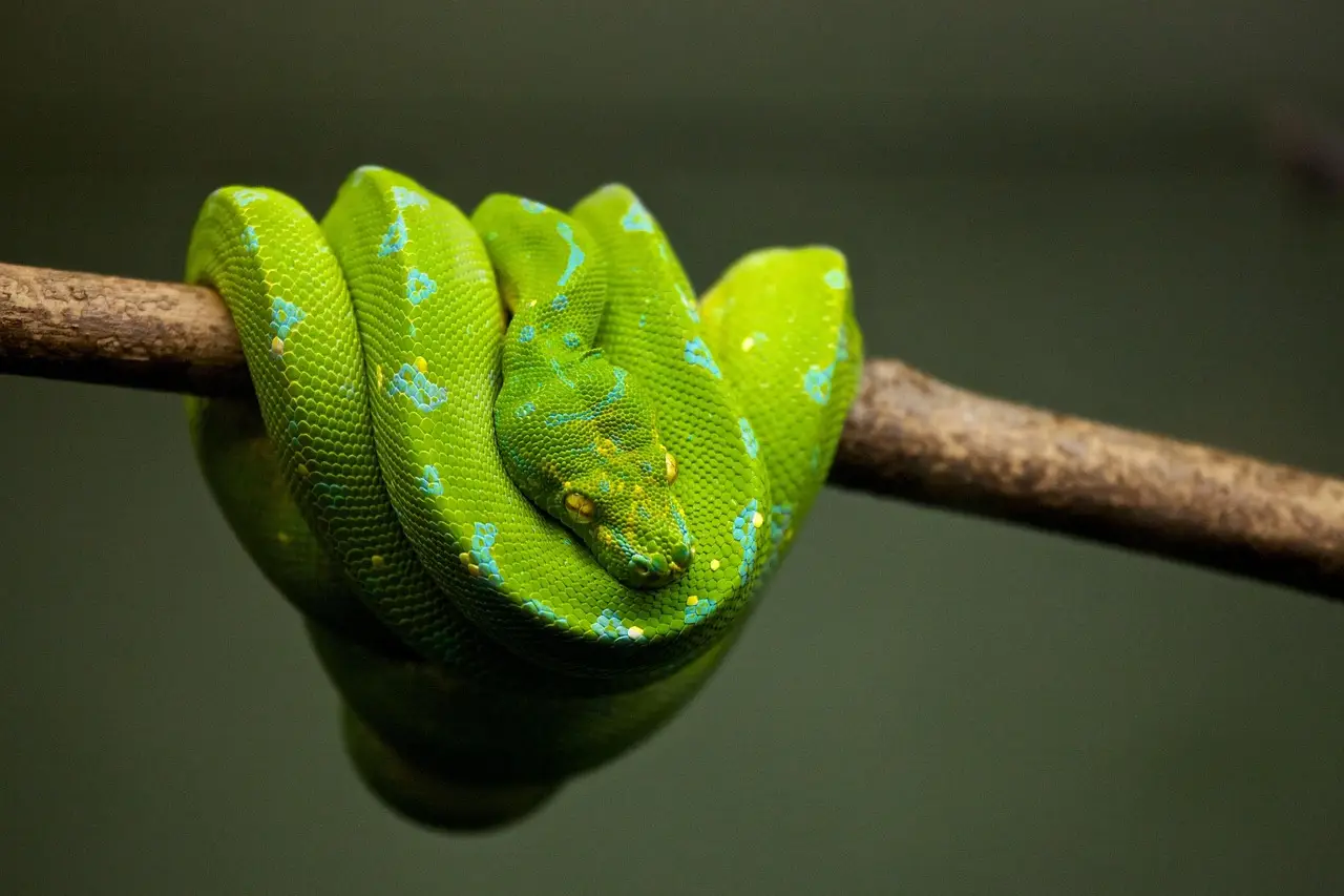 Scientists discover why snake embryos twist into spirals