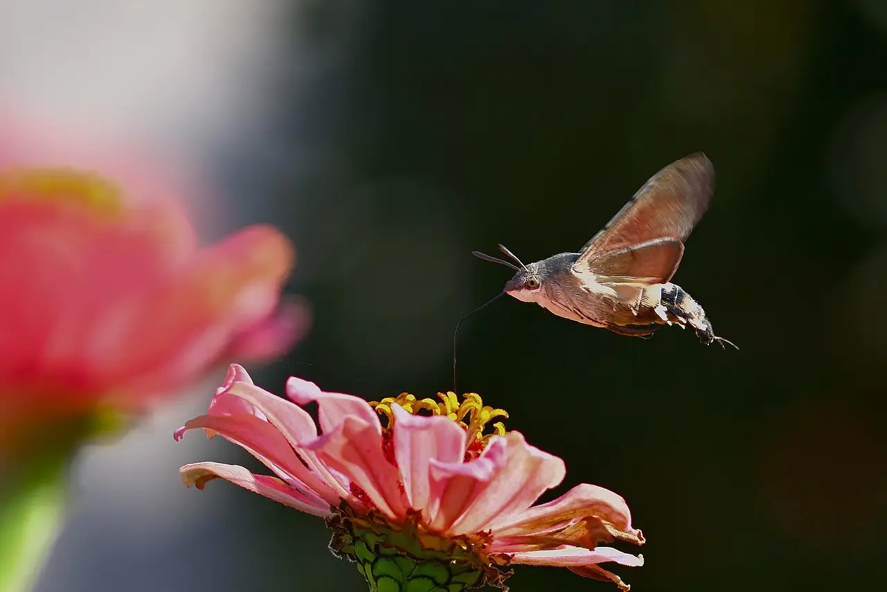 Return of swarming moth spectacle has Australia in a flutter