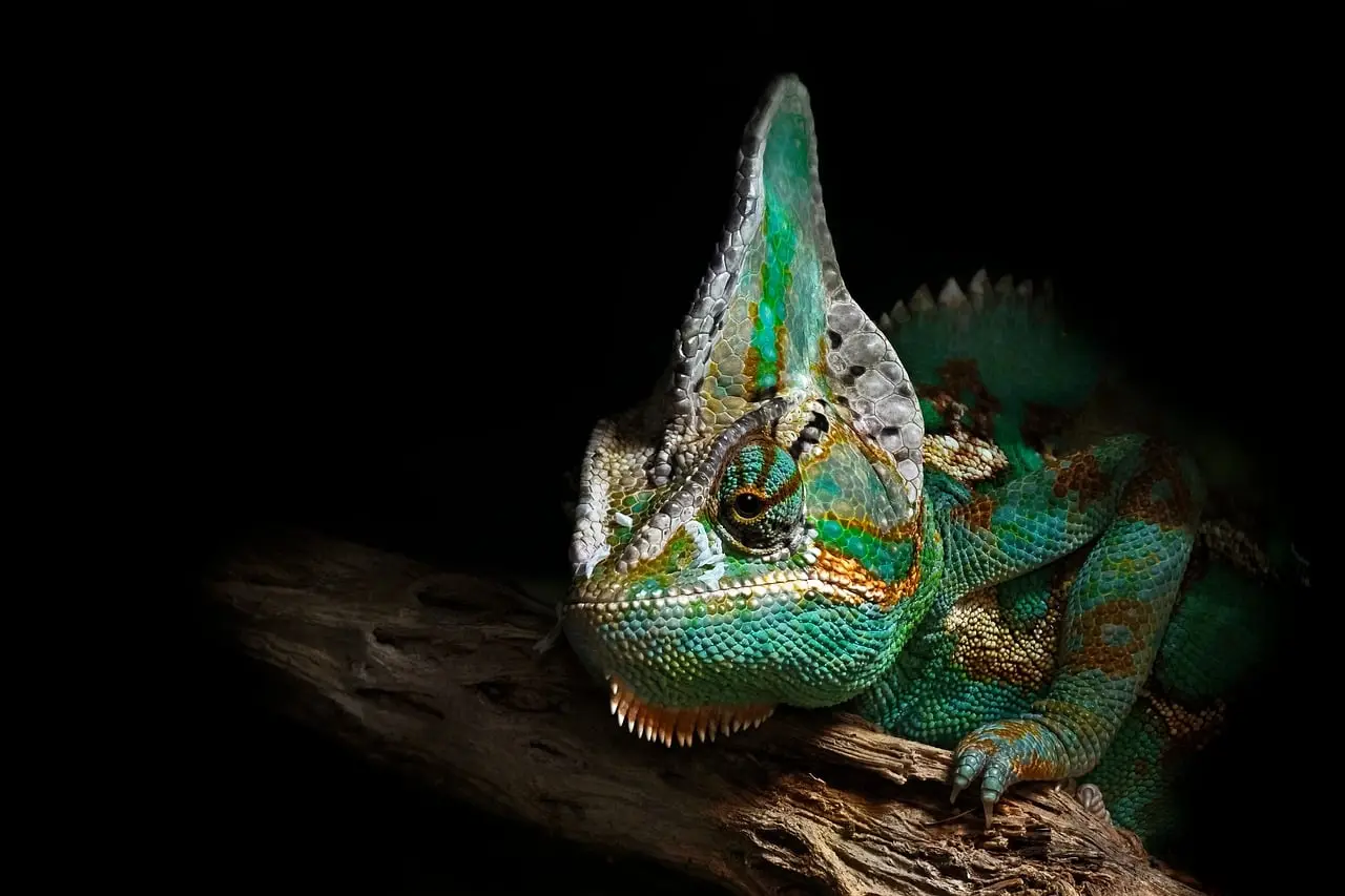 Chameleon embryos reveal early developmental feature once thought unique to mammals