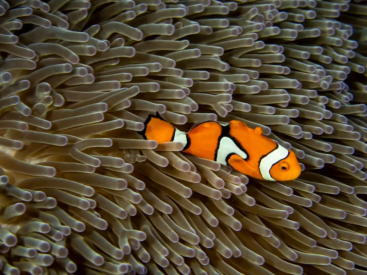 Healthy reef sounds can boost coral and fish recovery efforts