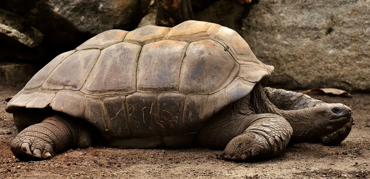 Giant tortoises outnumber people in Seychelles, with nearly 183,000 on Aldabra