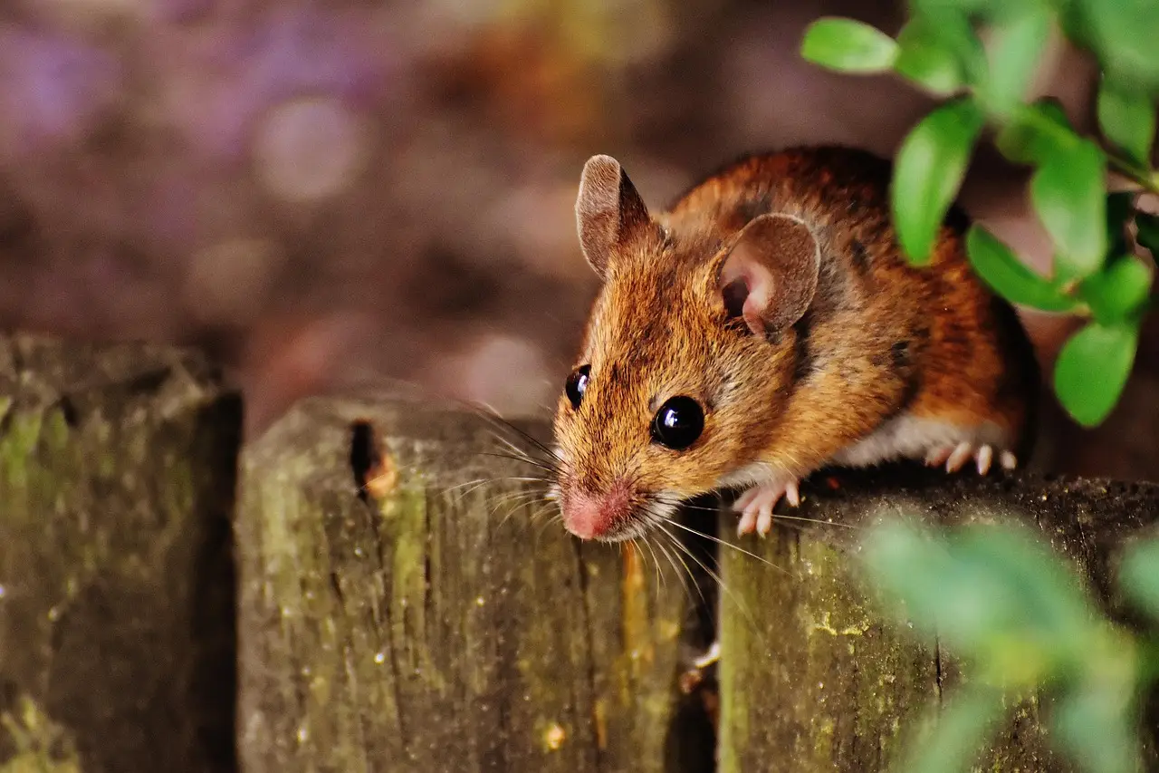 Feeling sick may reflect widespread changes in brain activity, mouse study suggests