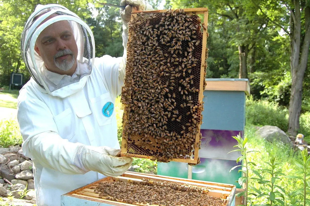 Viewing honey bee colonies as superorganisms could reshape beekeeping practices