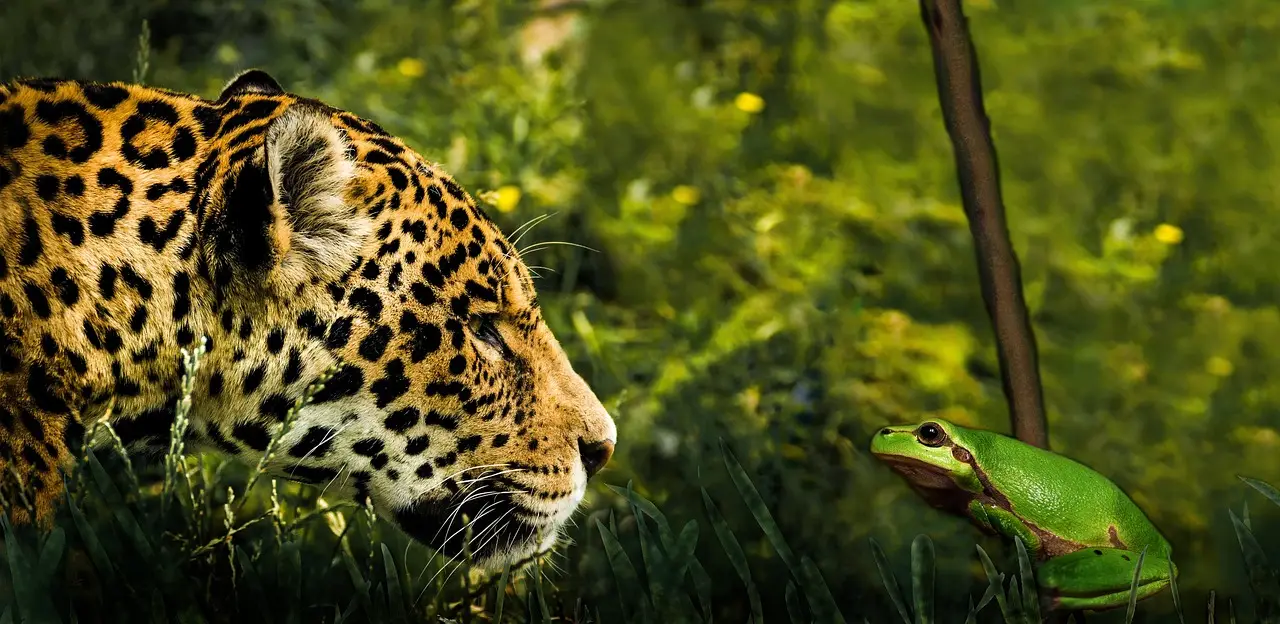 Largest-ever jaguar analysis identifies how populations are connected across the Americas