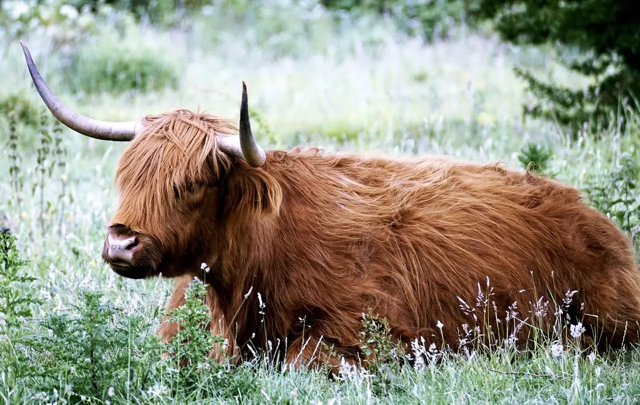 Cows deliver healthy calves without embryonic protein long thought essential for pregnancy
