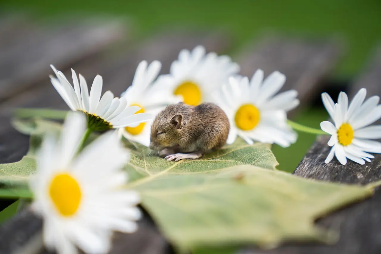 Age and sex shape cancer immunity, mouse experiments and human data suggest