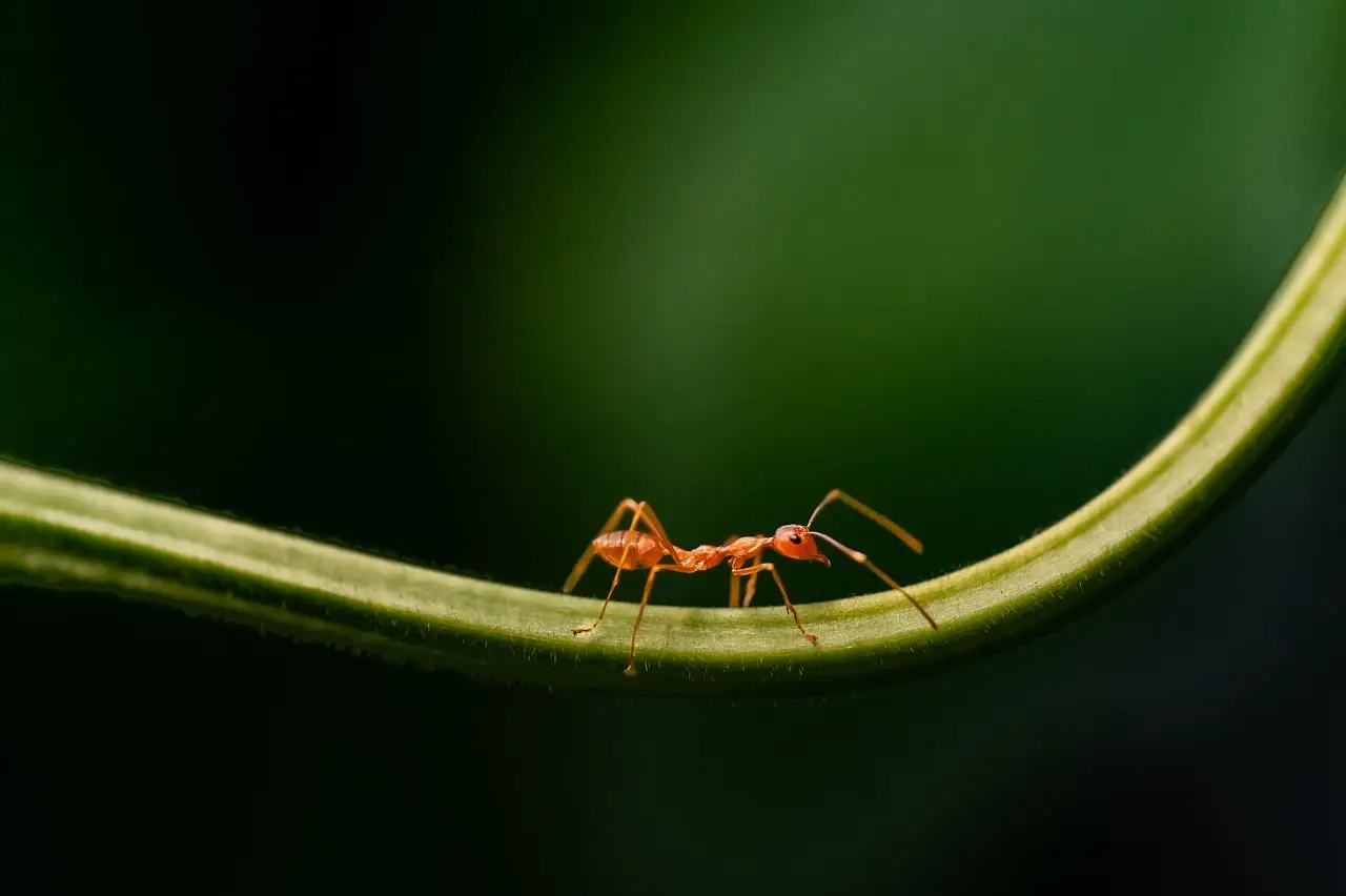 Asgard archaea suggest crawling motility may be far older than previously thought