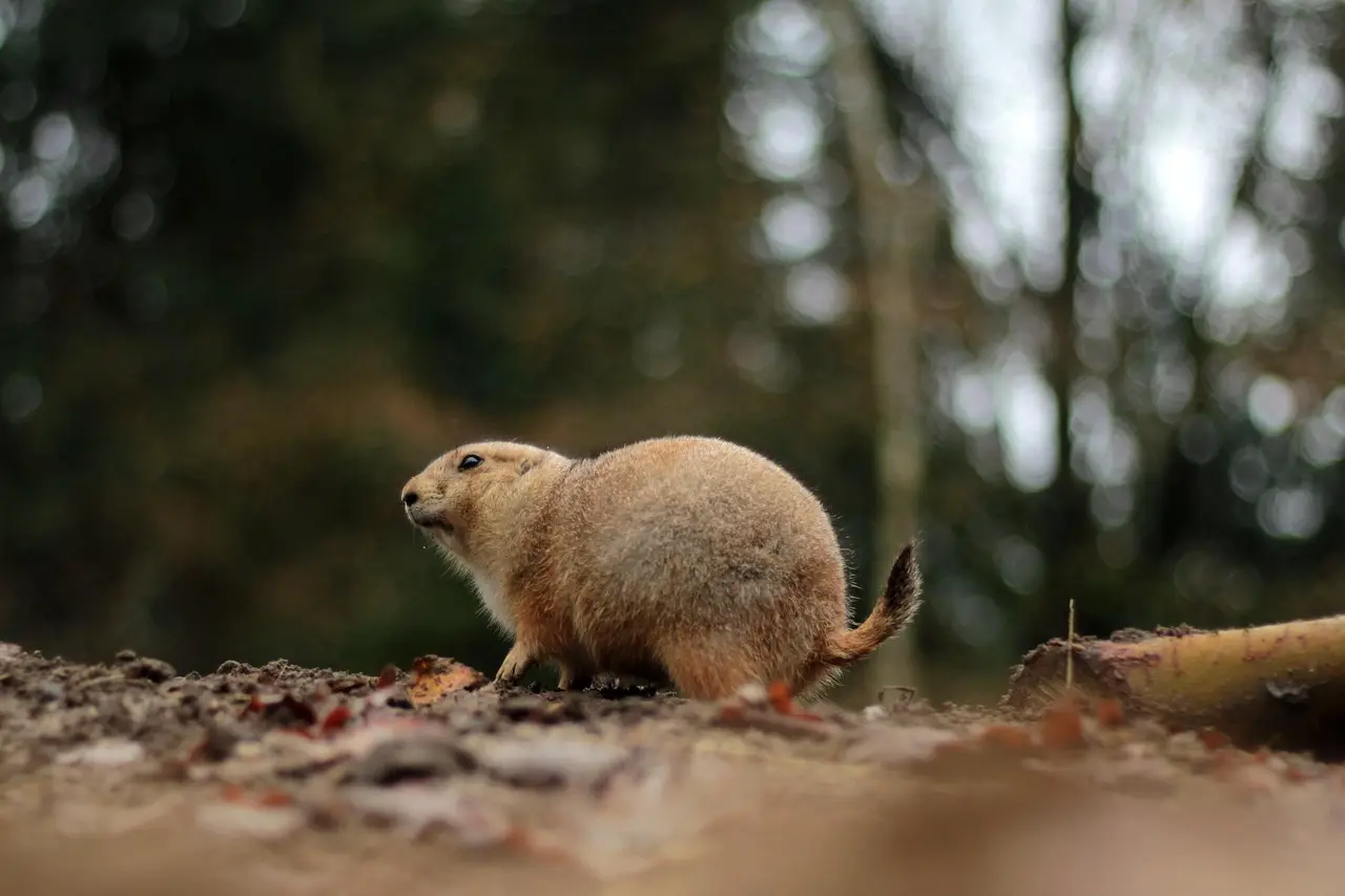 Urban environments may be the ultimate training grounds for invasive species