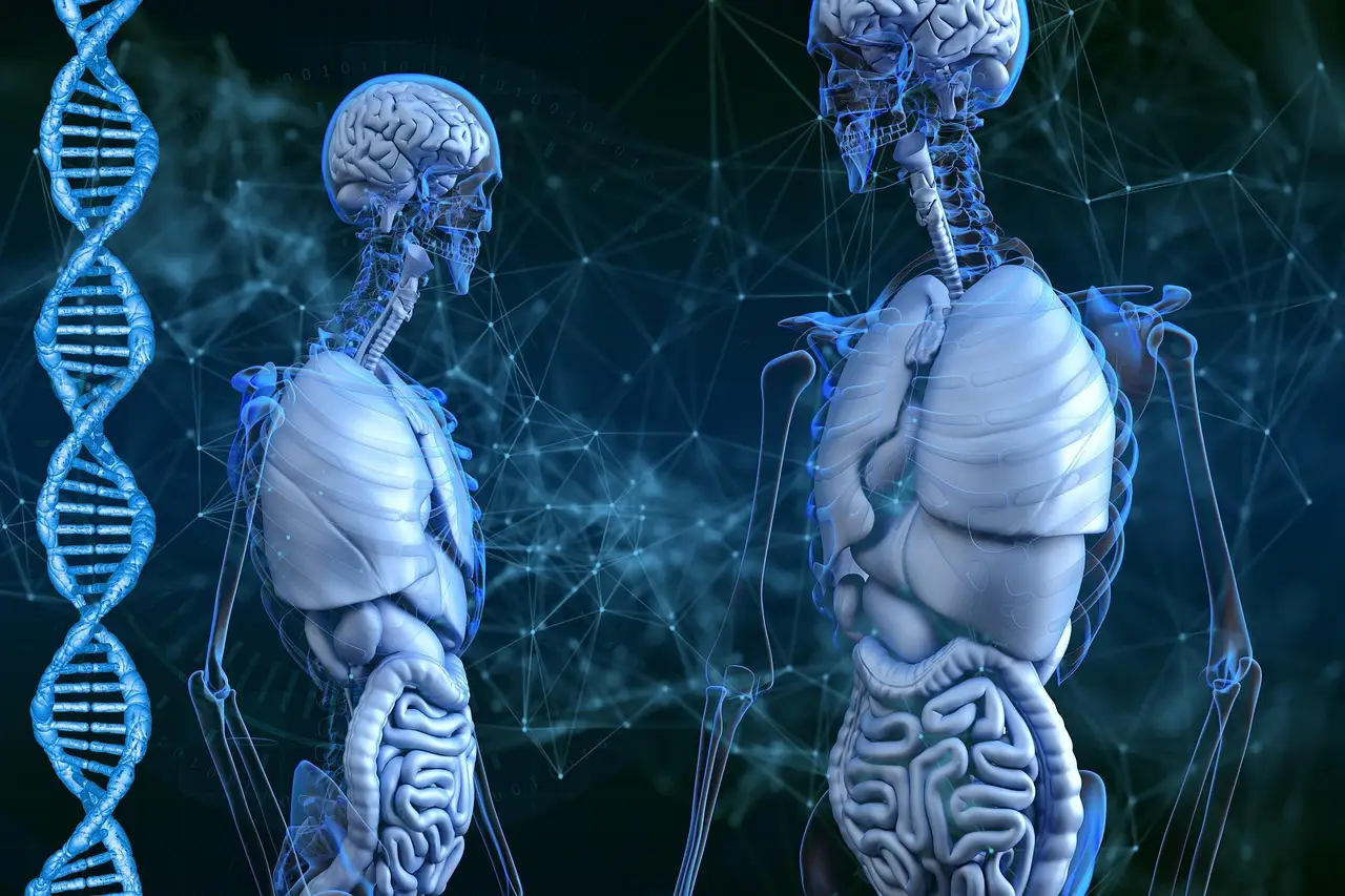Stanford scientists discover the human brain may actually be two separate organs - ScienceDaily