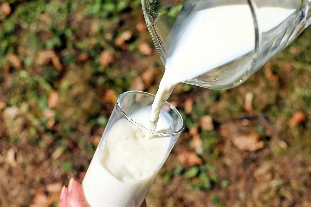 Growth in milk boosts Staph bacteria's resistance to antibiotics, experiments reveal