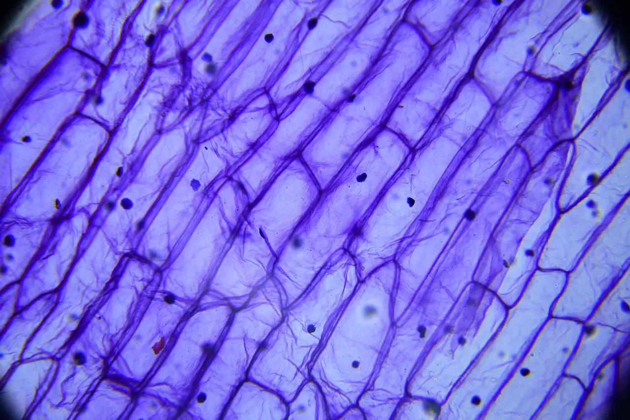 Researchers discover why 'zombie cells' accumulate with age