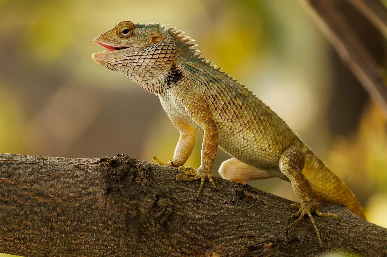 Scientists challenge a 70-year-old “lizard brain” myth
