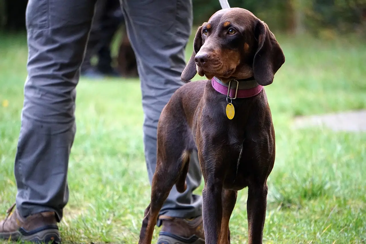 Dogs may hold surprising clues to human longevity